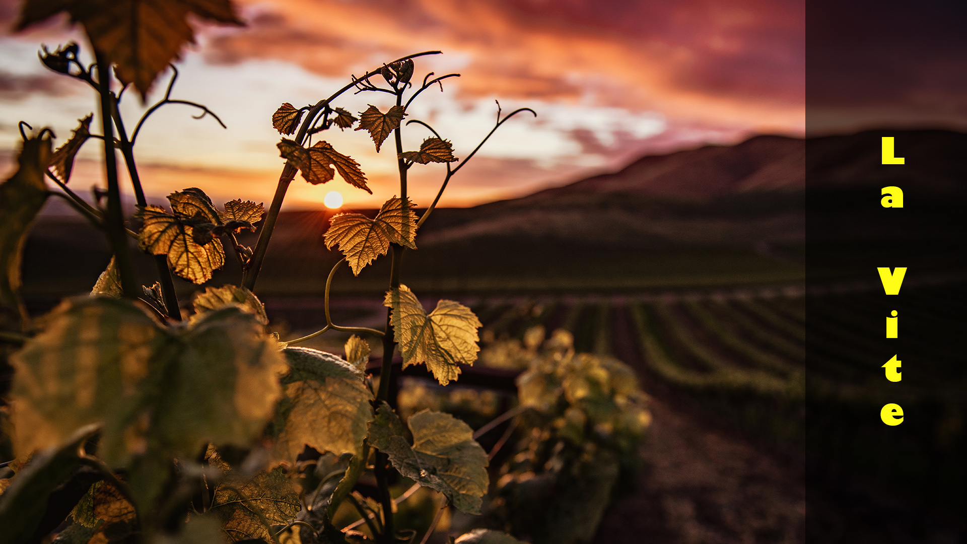 La vite e le sue fasi vegetative - Wine&Food rec.