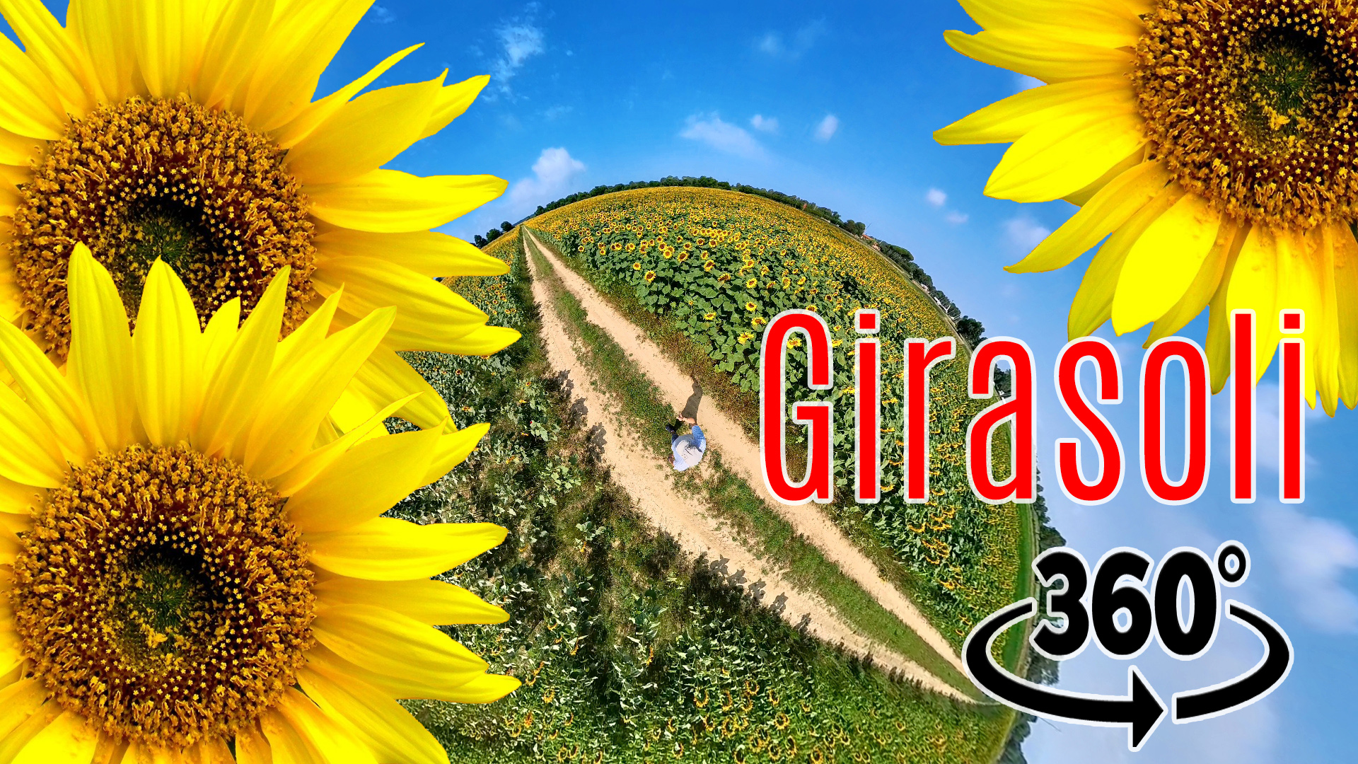 Passeggiata tra i girasoli video a 360°